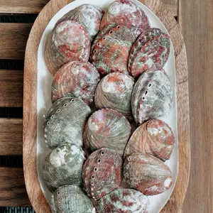 abalone seashells