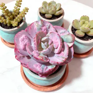 Viral Echeveria ‘Lunar Heart’ Variegata Succulent – Colorful Live Plant | Bare Root, Easy-Care Aesthetic Plant Gift & Home Decor