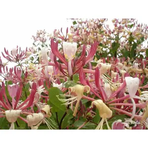 Hawkeye Honeysuckle PLANT  Perennial shrub ,fragrant flowers vine,