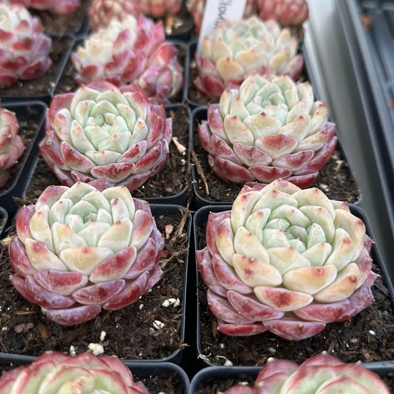 Echeveria 'Purple Cloud' Single Head(around 2'')- Bare Root Succulents - Terra Tales