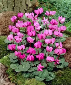 Pink Crush Cyclamen Flower Bulbs - Vibrant Pink Flowers with Beautiful Blooms - Spring Blooming Perennials Attracts Butterflies, Bees & Hummingbirds (Pack of 6 Bulbs)