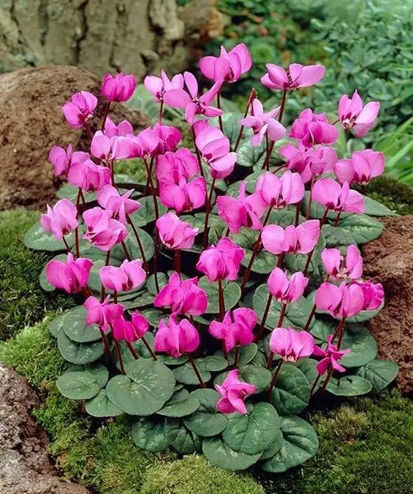 Pink Crush Cyclamen Flower Bulbs - Vibrant Pink Flowers with Beautiful Blooms - Spring Blooming Perennials Attracts Butterflies, Bees & Hummingbirds (Pack of 6 Bulbs)