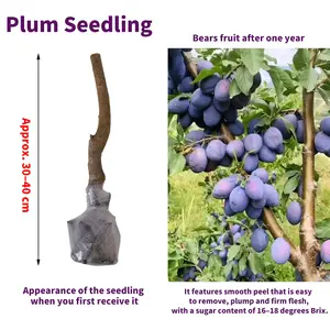 Heirloom Non-GMO plum sapling for Pots or Garden Perfect for North or South Growth Blooms in Spring and Summer Heavy Fruit Production