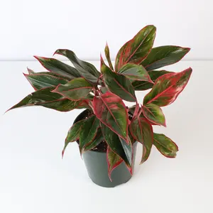 Aglaonema 'Siam' Plant