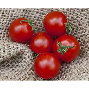 Heirloom Cherry Tomato Seeds for Planting  Sweetest Tomato in The World 100Pcs
