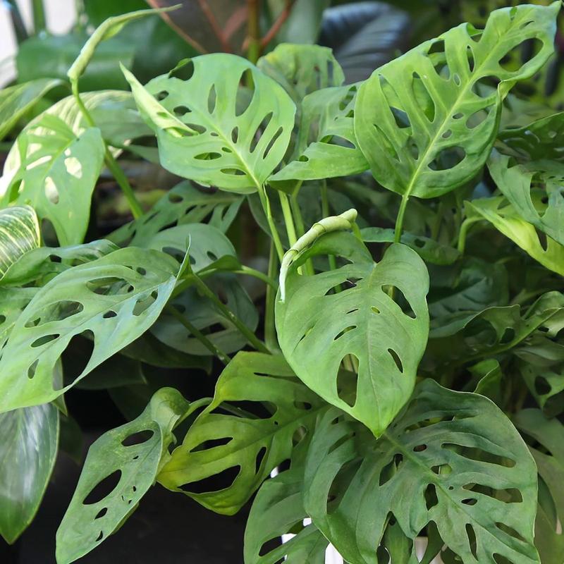 Swiss Cheese Monstera Plants Live Indoors, Swiss Cheese Plants Live for Gardening, Live Monstera Wide Leaf Plant