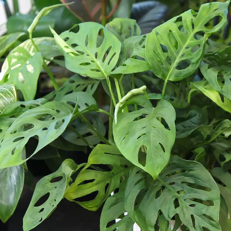 Swiss Cheese Monstera Plants Live Indoors, Swiss Cheese Plants Live for Gardening, Live Monstera Wide Leaf Plant