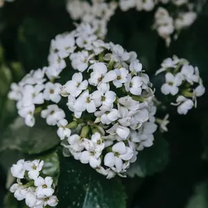 Alyssum Flower Seeds