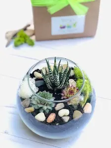 Plant kit, Cactus Terrarium Kit, DIY Glass Terrarium, Terrarium Kit Gift, Virtual Plant Party kit, Corporate Plant gift