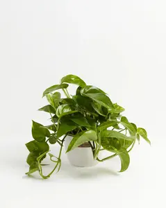 Medium Golden Pothos in Chai Eco Pot Medium Golden Pothos in Chai Eco Pot