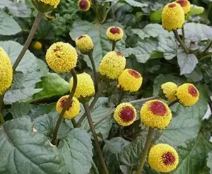 Acmella oleracea | Buzz Buttons | Electric Daisy | Toothache Plant | 20_Seeds