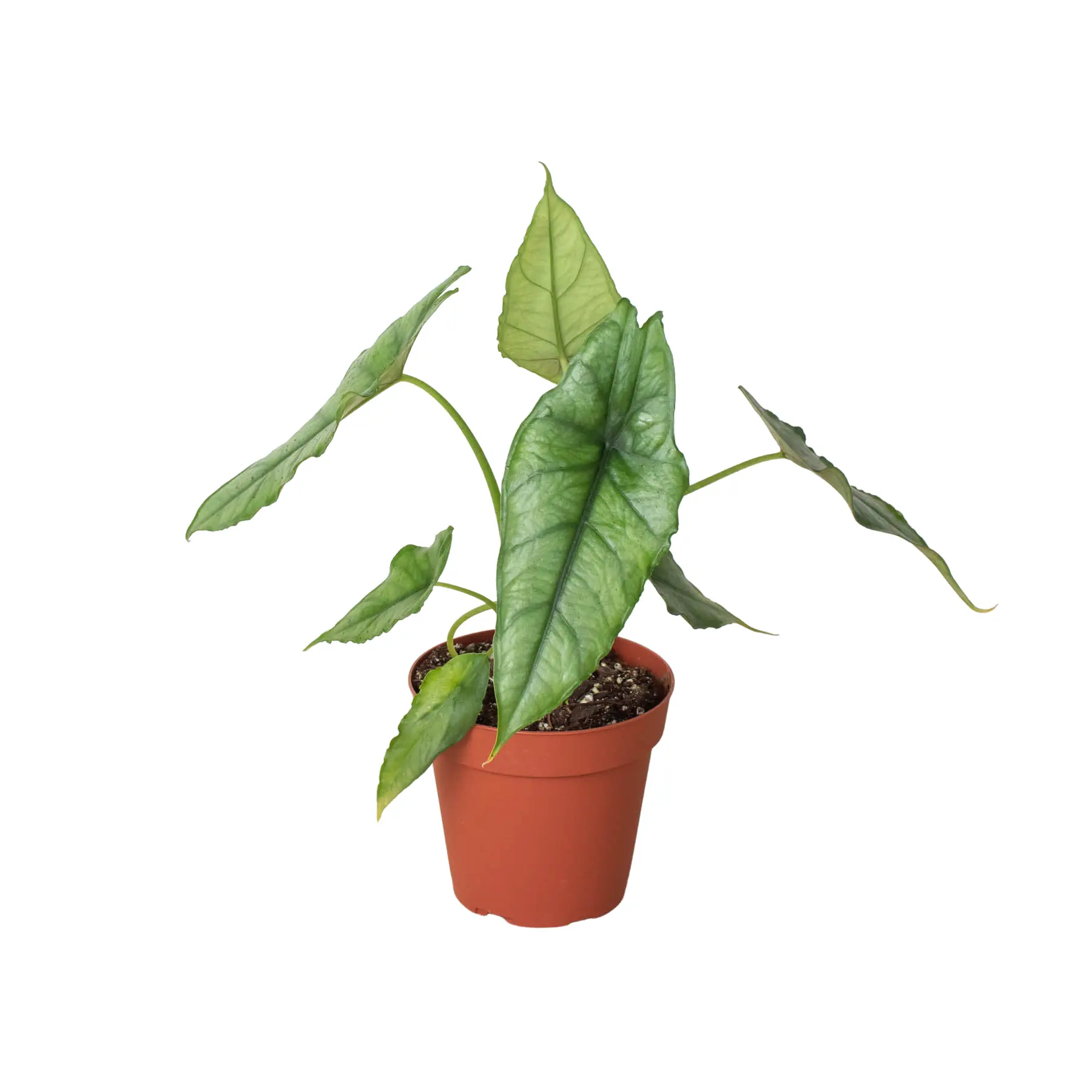 Alocasia Dragons Breath (Alocasia heterophylla)