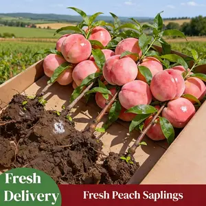 Peach Tree Seedling – Fruit Tree Starter Plant for Home Garden, High Survival Rate