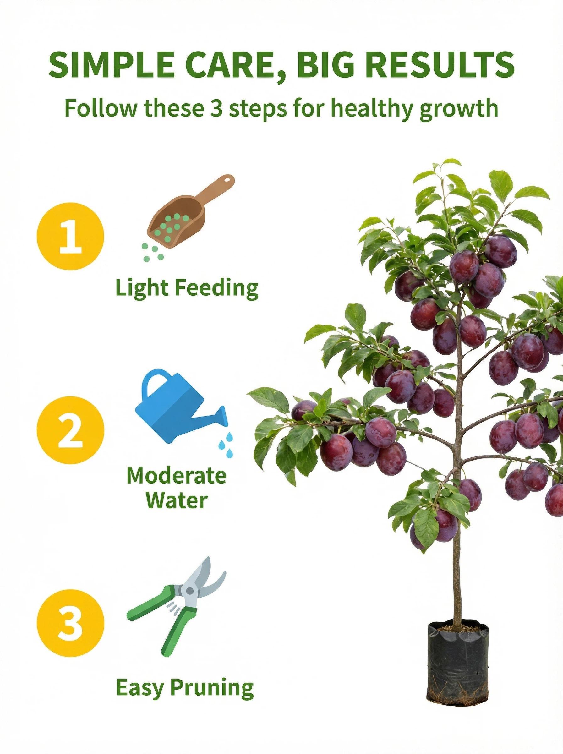 Live Exclusive Heirloom Non-GMO Grafted Plum Tree Sapling – Live Perennial Fruit Tree for Outdoor Garden & Backyard Planting