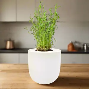 Tarragon Hydroponic Kit