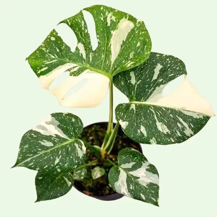 Monstera Thai Constellation 4 Inch Pot - Thai Constellation Monstera - Variegated Houseplant - Rare Monstera Plant - Live Tropical Indoor Plant - Trop