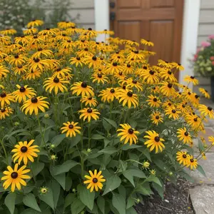 1000 Black-Eyed Susan Seeds – Bright Yellow Blooms for Borders and Cottage Gardens