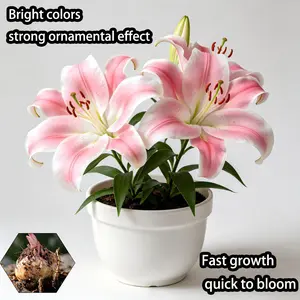 Lily bulbs recommended by farmers, hydroponic soil friendly, high survival rate, beginner friendly, decorative plants, both indoor and outdoor