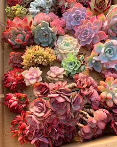 Live Checkout Link – Customize Your Total