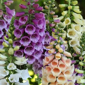 100 Foxglove Seeds (Digitalis purpurea) - Classic Cottage Favorite - Loved by Pollinators