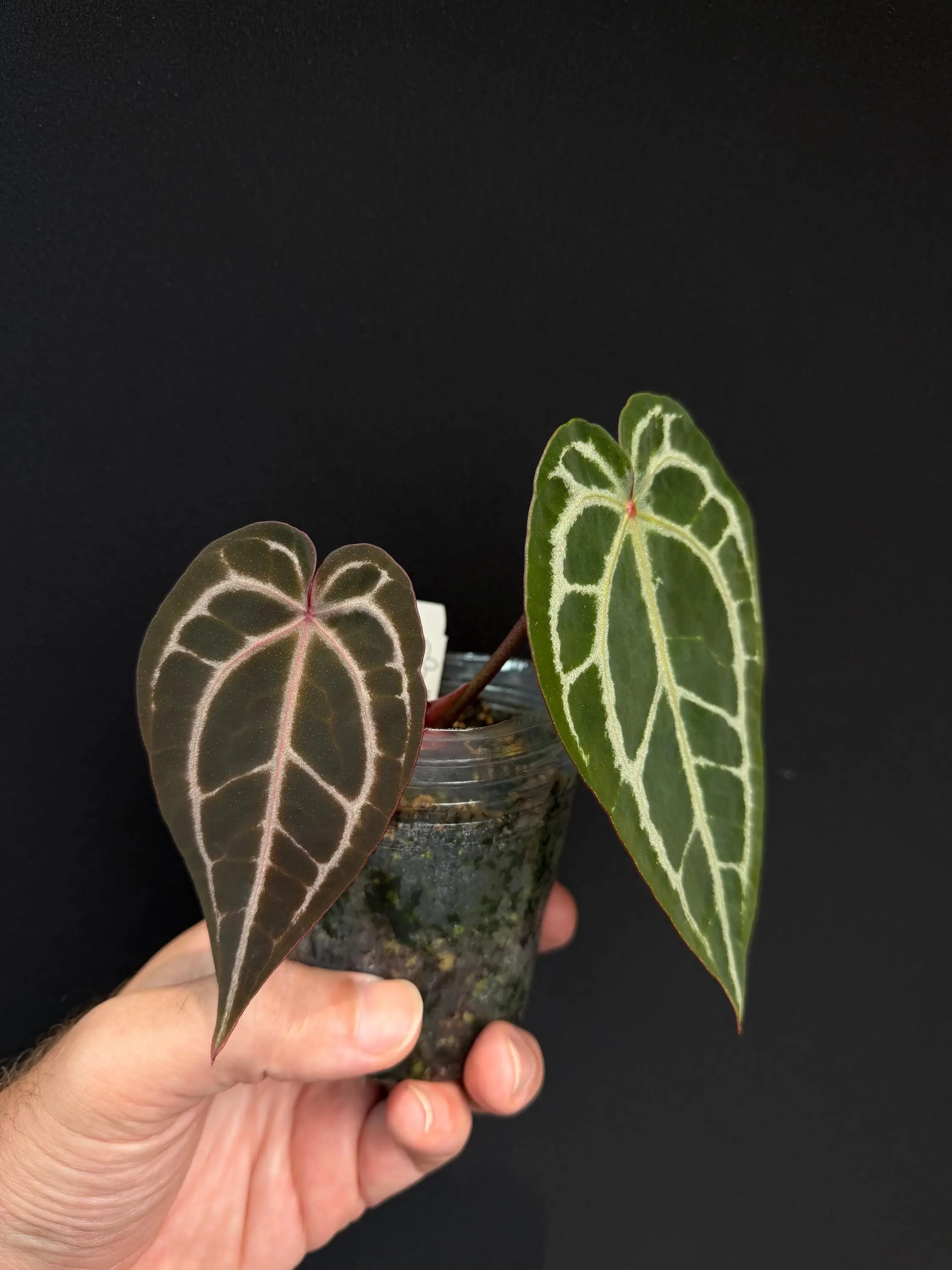 Anthurium Red Crystal - Growers Choice Anthurium Red Crystal - Growers Choice
