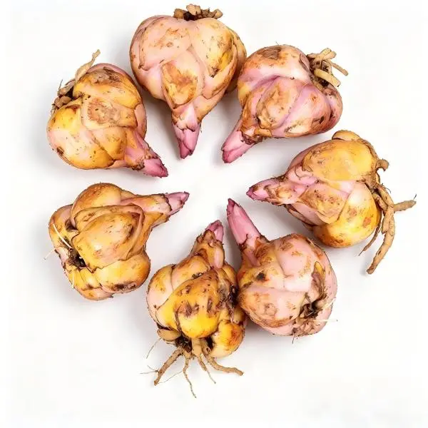 Pink Lily Bulbs, Buy 5 Get 2 FREE - 7 Total Bulbs for Garden Use (No Pot Included)