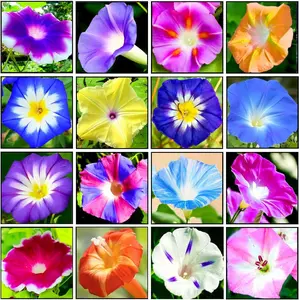 200 Pcs Mixed Morning Glory Seeds Colorful Climbing Vine for Trellises, Arbors Indoor & Outdoor Gardens Heirloom, Non-GMO