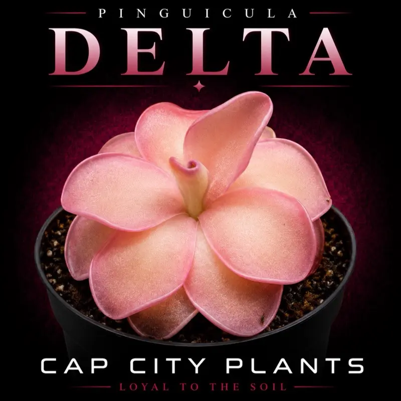 Carnivorous Pinguicula Delta