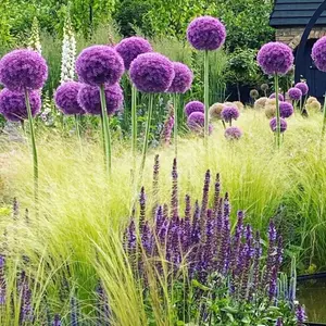 100+ Globemaster Allium Giganteum Flower Seeds: Unique Blue-purple Heirloom Garden Seeds for Outdoor Home Gardens