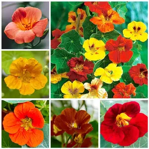 100+ Mix Nasturtium Seeds (Tropaeolum majus) Open Pollinated Easy to Grow and Attracts Pollinators