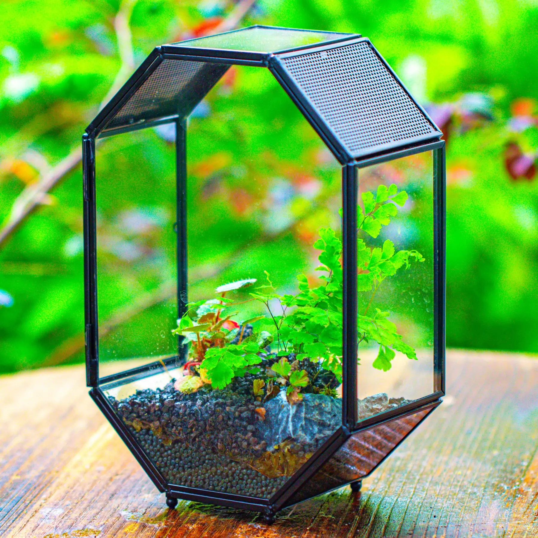 NCYP 6x8 inches Octagon Shaped Glass Enclosure Terrarium with Mesh and Side Opening Door, for Jumping Spiders, Insects (Terrarium Only)