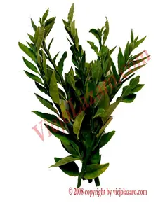 Itamorreal Herbs