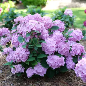 HYDRANGEA M. LETS DANCE SKY VIEW®  G3 PW