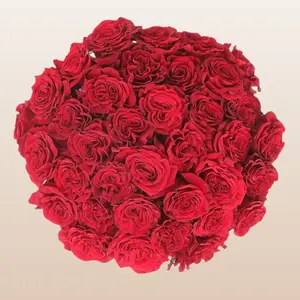 Hearts Roses Red Medium 6-6.5cm Cup-Shaped Bloom 48 Petals 12-14 Days Vase Life Fresh Farm-Shipped 25-Stem Bunches