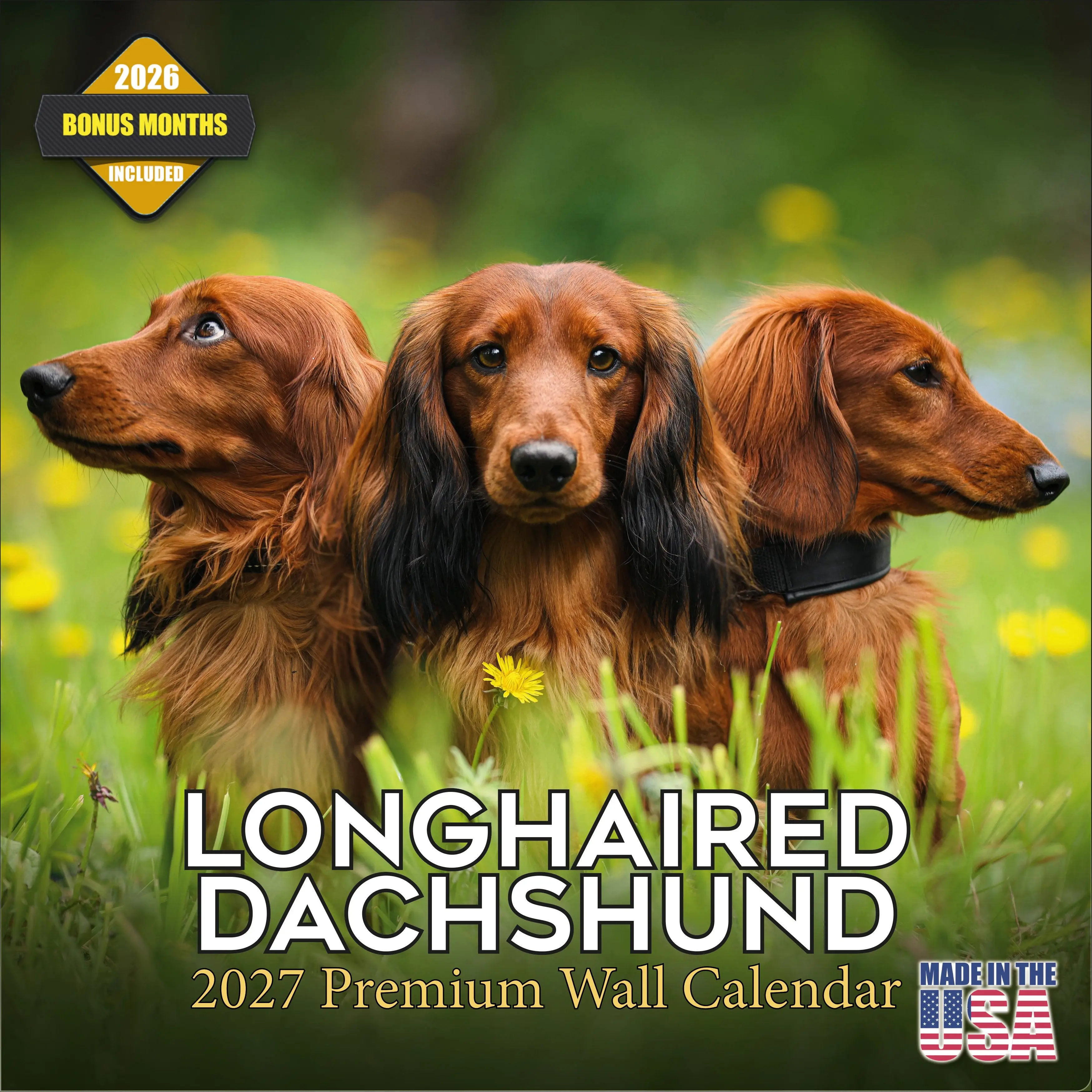 Longhaired Dachshund Wall Calendar 2027 - 12" x 12" Monthly Silky Low-Slung Hound & Elegant Badger Dog Calendar