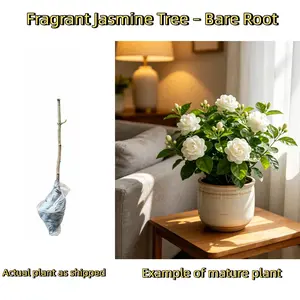 Jasmine Bare Root Tree – Ready to Plant for Indoor & Outdoor, Fragrant Flowers, Potted Plant for Home Garden