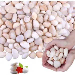 10Ib Cream White River Rock- Decorative Pebbles for Plants - River Rocks for Outdoor Landscaping- 0.3"-0.8" inch High Polished Stones for Aquarium, Terrarium,Vases, Home Decor