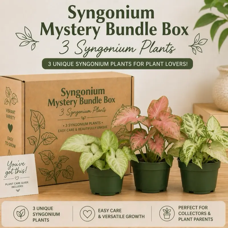 Syngonium Bundle Box - 3 Easy-to-Care-for Syngoniums in 4" Pots - Perfect for Beginners & Exciting Combinations - Charming Options for Your Home Decor