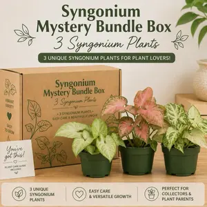 Syngonium Bundle Box - 3 Easy-to-Care-for Syngoniums in 4" Pots - Perfect for Beginners & Exciting Combinations - Charming Options for Your Home Decor