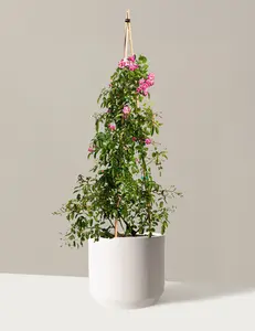 Peggy Martin Climbing Rose