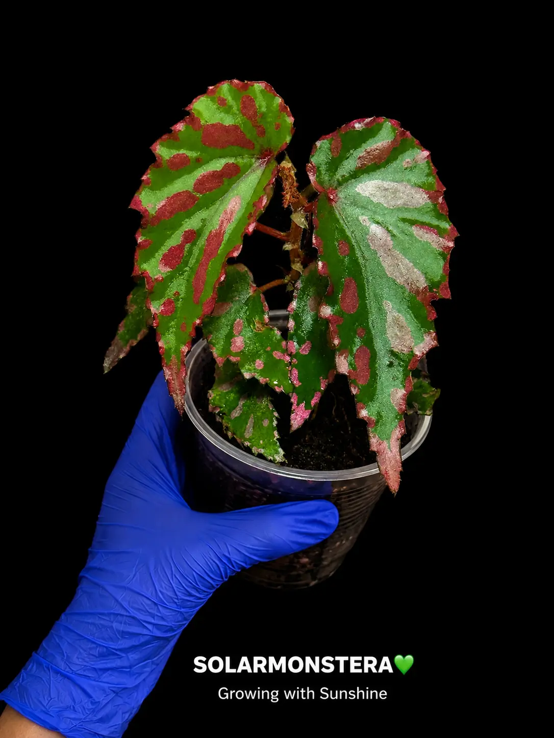 Begonia Pink Lava Rooted Plant in Plug or Stratum