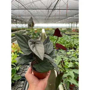 Syngonium 'Red Arrow'
