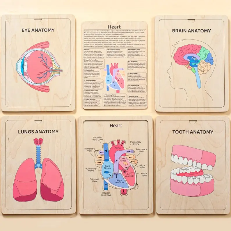 Human Anatomy Wooden Book for Kids, Learning Body Parts Puzzle, Educational Biology Toys, Preschool Learning Anatomy
