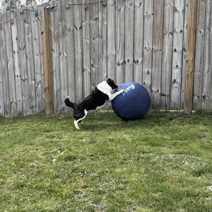Dog Herding Ball - Push & Chase Toy for Supervised Outdoor Play (NOT for Aggressive Chewing)