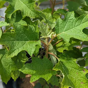 Toy Soldier™ Oakleaf Hydrangea