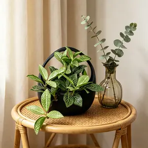 1pc Artificial Variegated Grass Potted Plant, 18cm Artificial Tropical Plant in A Black Pot with A Handle, Spider Plant Ornament, Artificial Plants, Faux Potted Plant, Decorations for Outdoor Gatherings, Events, Holidays, Home Decor
