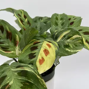 Variegated Maranta 6” Pot Prayer Plant Red Veins Pet-Friendly Easy Care Indoor Houseplant for Beginners Air Purifying Tropical Decor
