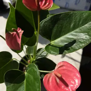 Anthurium