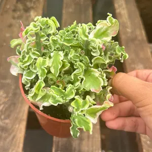 Devils Backbone variegated Pedilanthus 4 inch pot