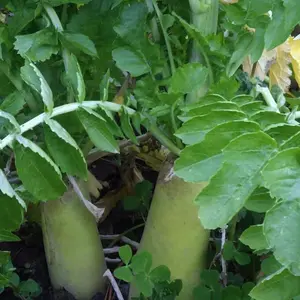 Tillage Radish Seeds | 5 pounds